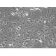 Mouse Brain Vascular Pericytes (MBVP)